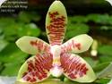 Phal. inscriptiosinensis